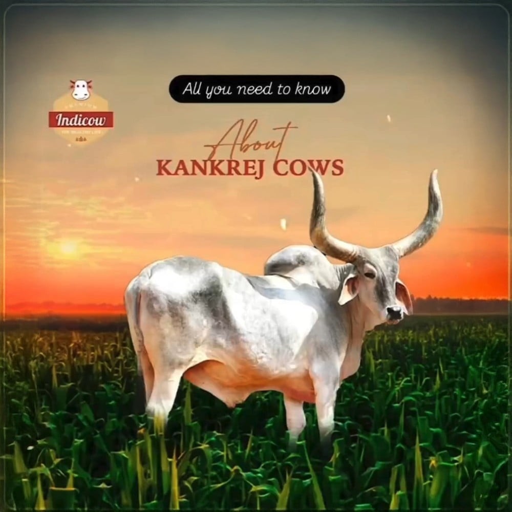 Indicow A2 Kankrej Bilona Cow Ghee
